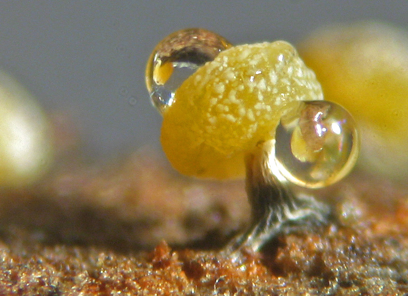 Physarum sp. ?